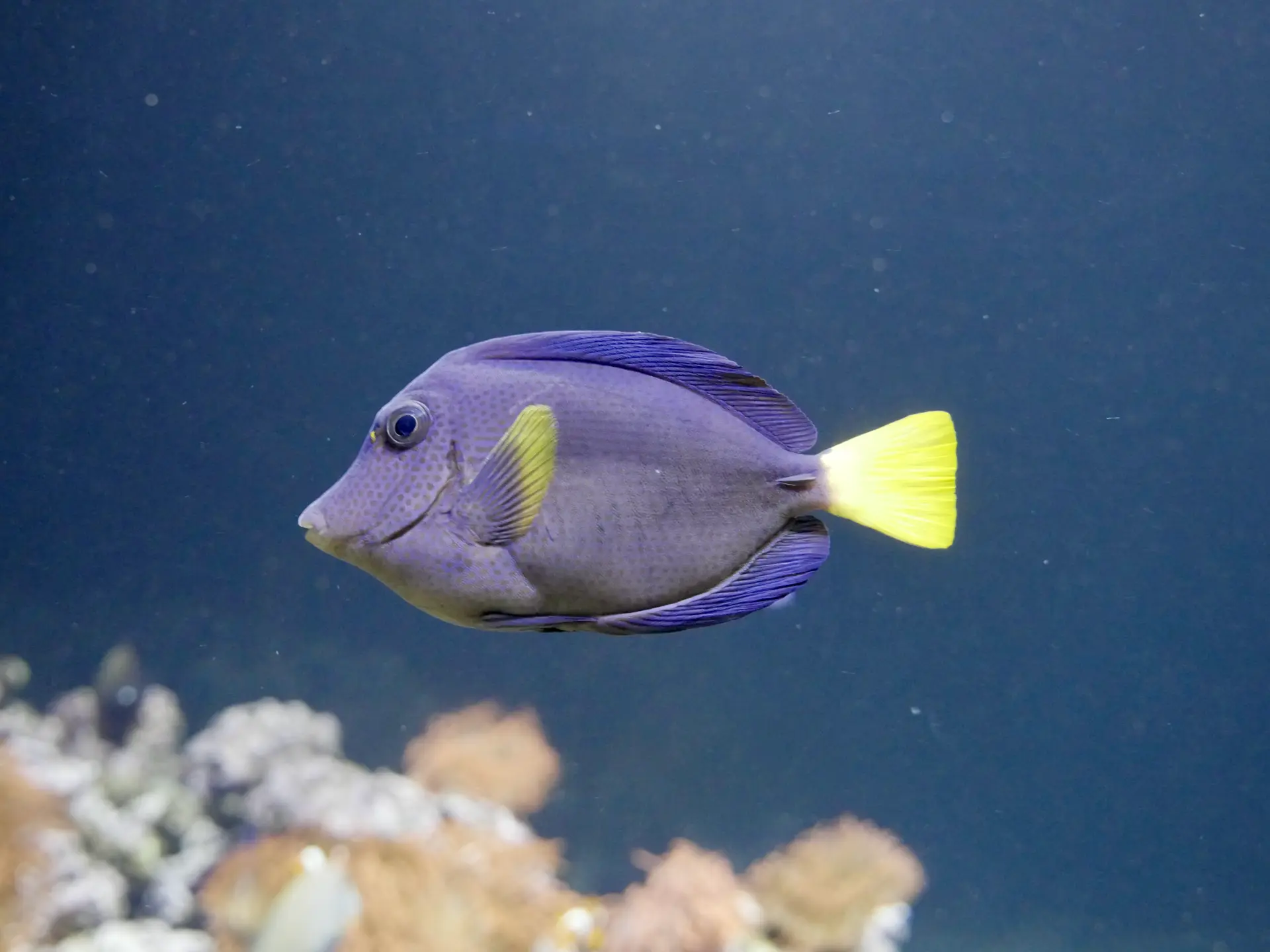 Poisson bleu et jaune. Journal du samedi 19 octobre 2019.