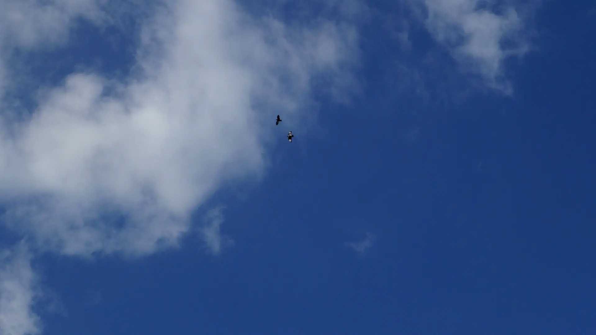 Deux oiseaux dans le ciel d'Auvergne. Samedi 20 juin 2015 à 18h35.