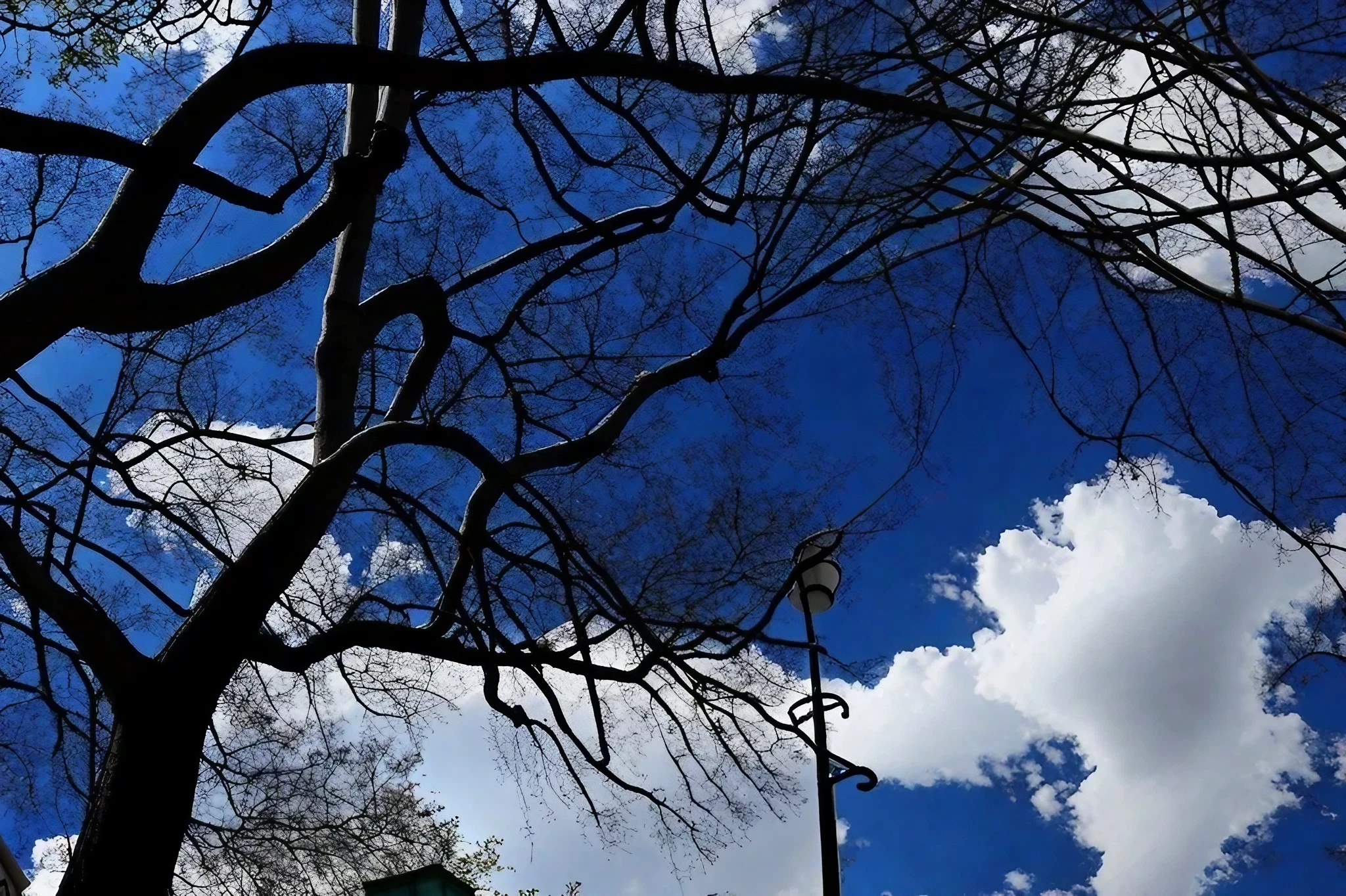 Arbres, réverbère, pigeon, ciel ? Archive du dimanche 28 avril 2024 ?