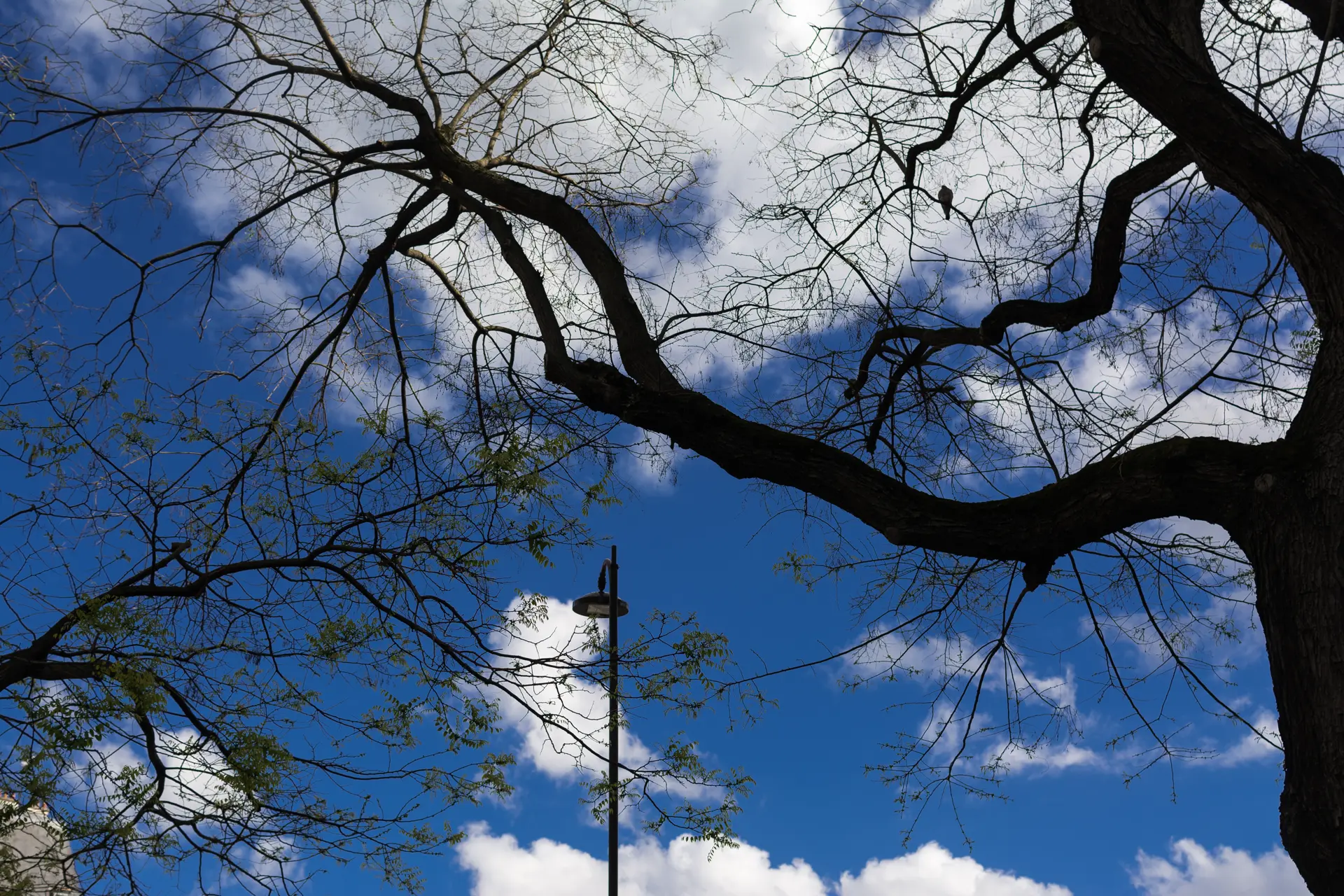 Arbres, réverbère, pigeon, ciel. Journal du dimanche 28 avril 2024.