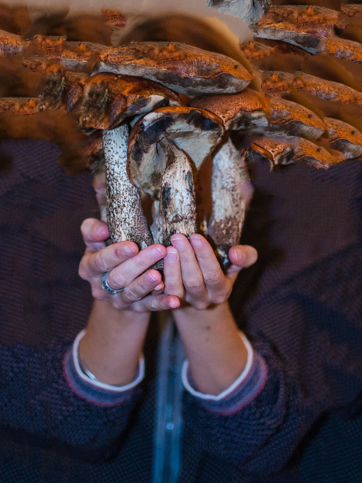 Louise derrière des champignons ? Restes du jeudi 22 octobre 2020 ?