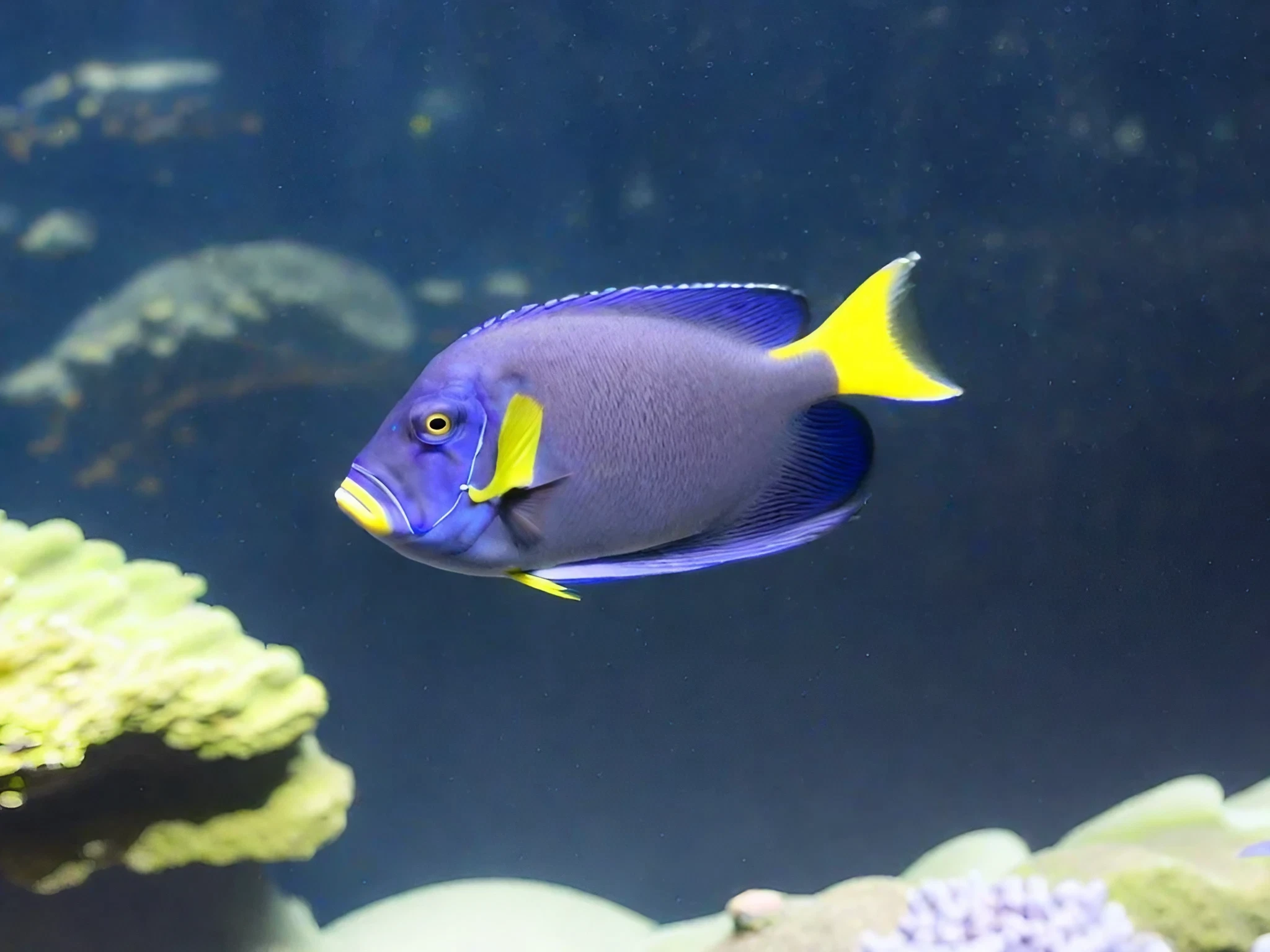 Poisson bleu et jaune ? Archive du samedi 19 octobre 2019 ?