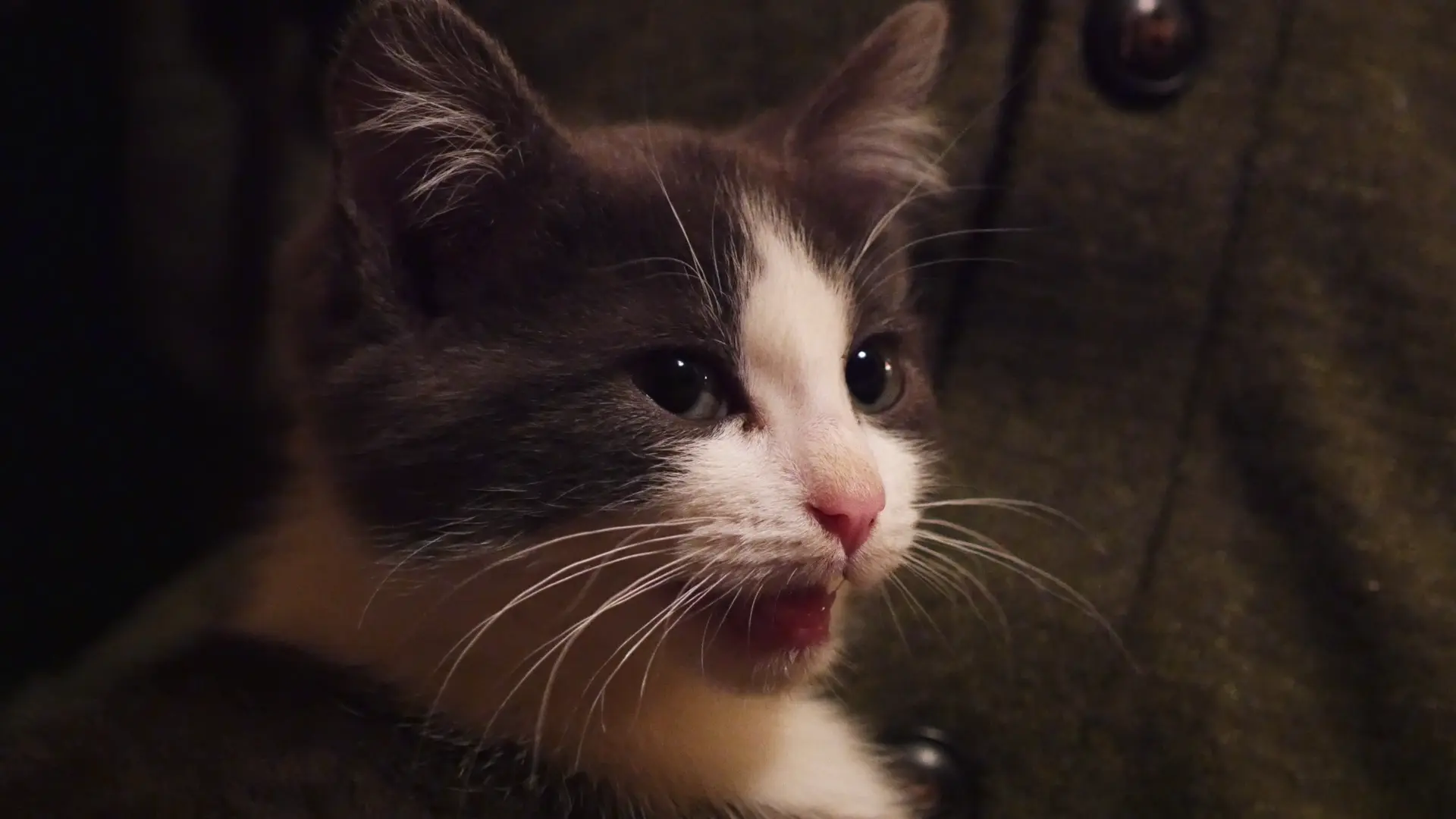 Le chaton de Martine, Cormatin, Bourgogne. Dimanche 7 décembre 2014 à 21h51.