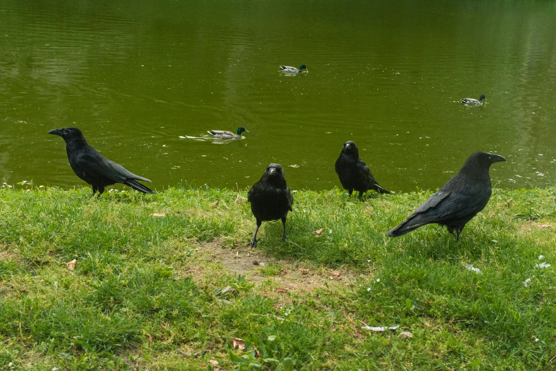 Corbeaux, canards. Parc des Buttes-Chaumont, Paris. Journal du samedi 18 mai 2024.