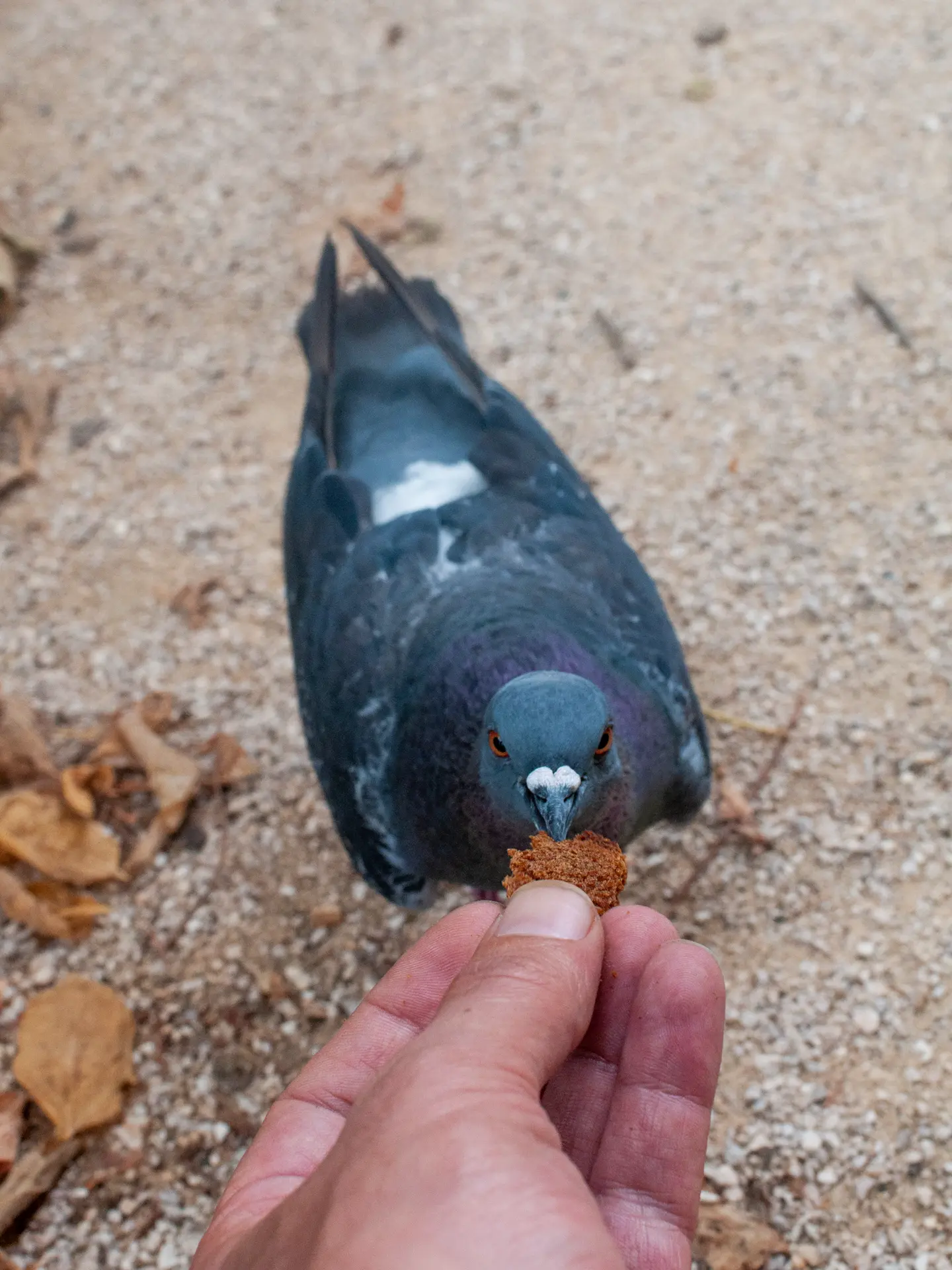 Pigeon et pain d'épices. Journal du jeudi 13 août 2020.