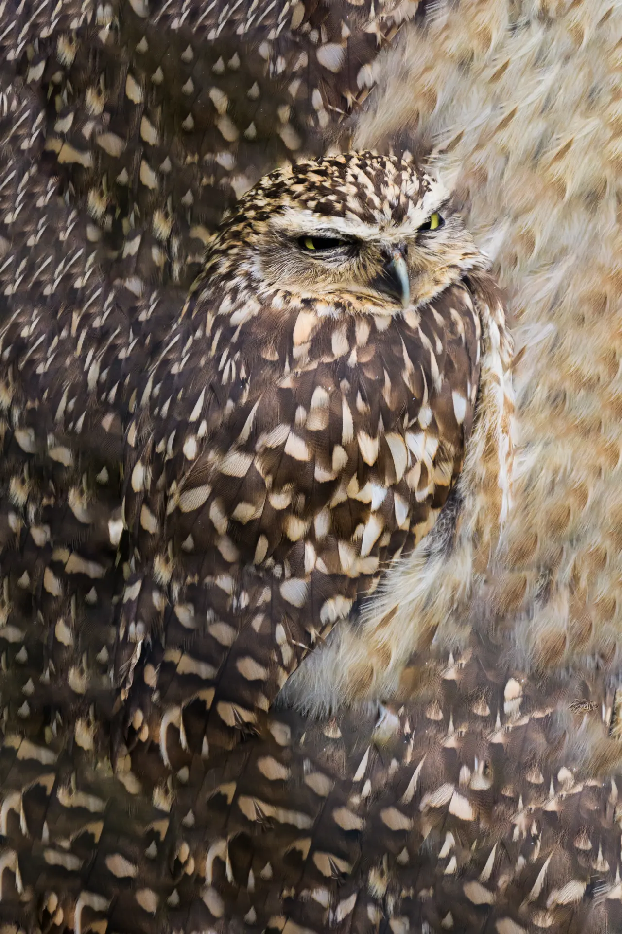 Chouette captive ? Zoo d'Edimbourg, Écosse ? Restes du mardi 16 août 2011 ?