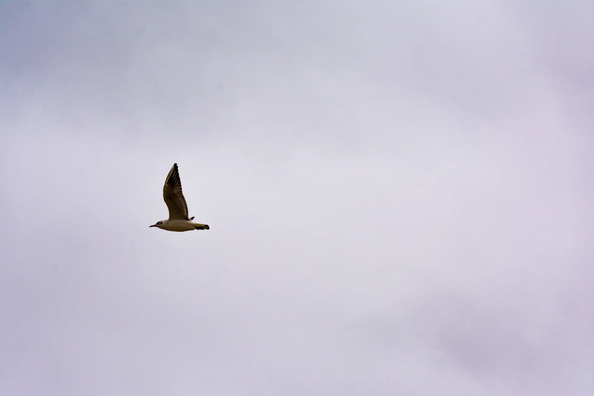 Oiseau. Journal du mardi 18 octobre 2022.