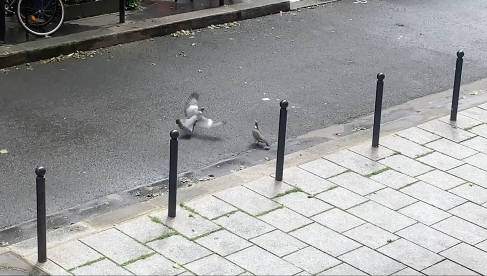 Escarmouches entre deux pigeons. Villa Gagliardini, Paris 20e, samedi 4 mai 2024 à 15h12.