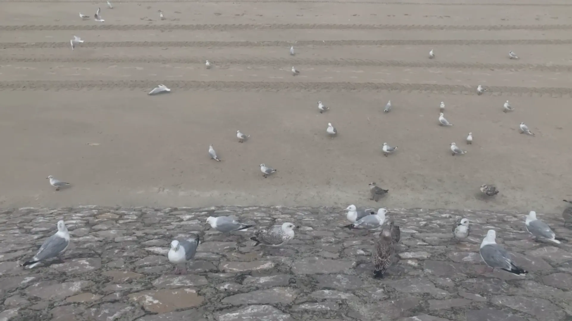 Mouettes sur la plage de Berck, Pas-de-Calais. Vendredi 16 août 2024 à 13h18.