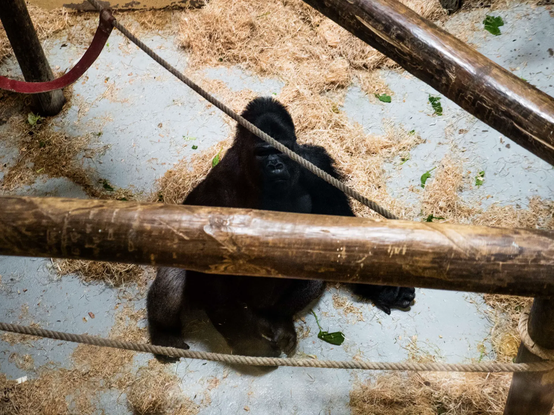 Au Jardim Zoológico de Lisboa, Portugal, avec ma mère. Journal du samedi 19 octobre 2019.