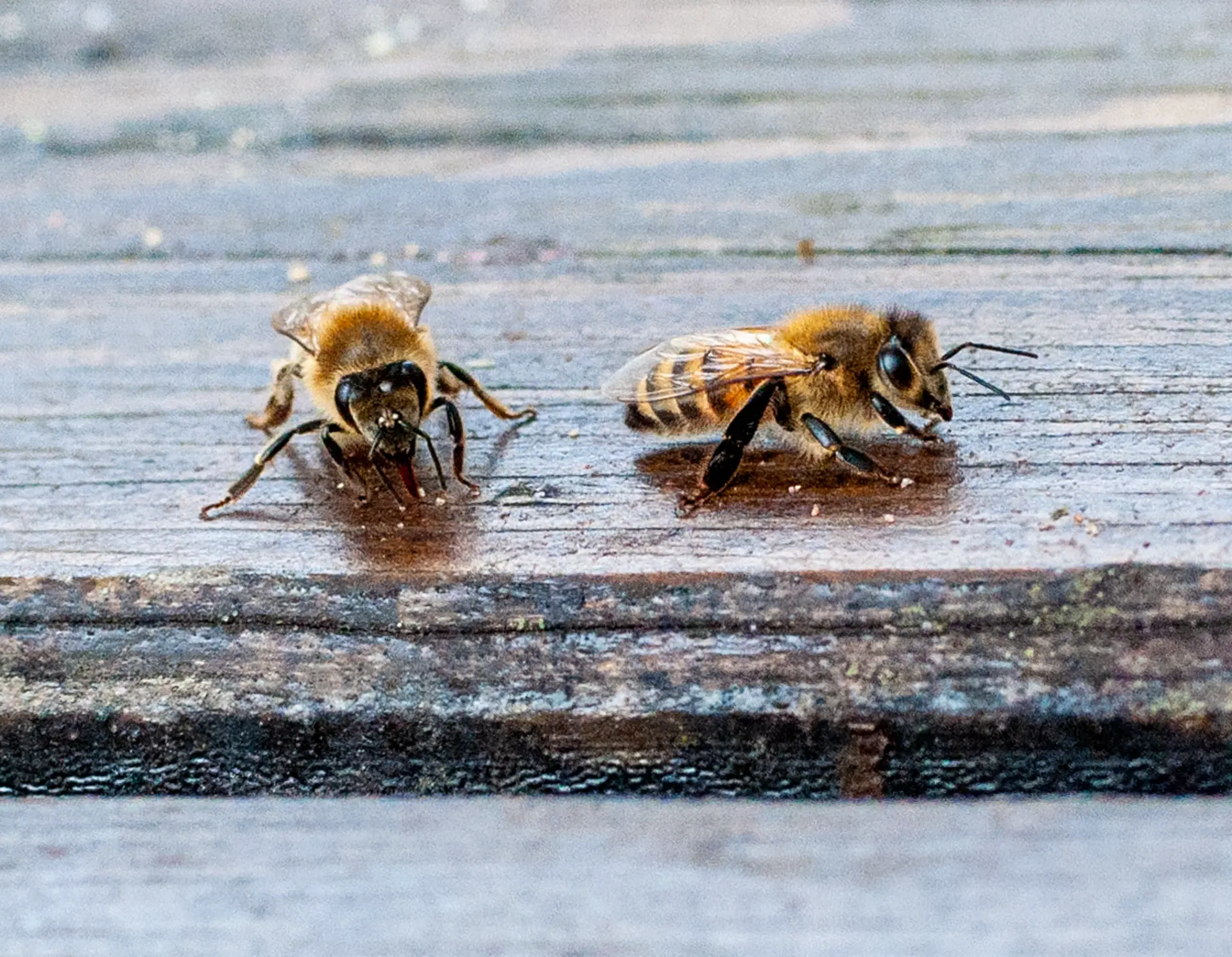 Abeilles. Journal du dimanche 9 août 2020.