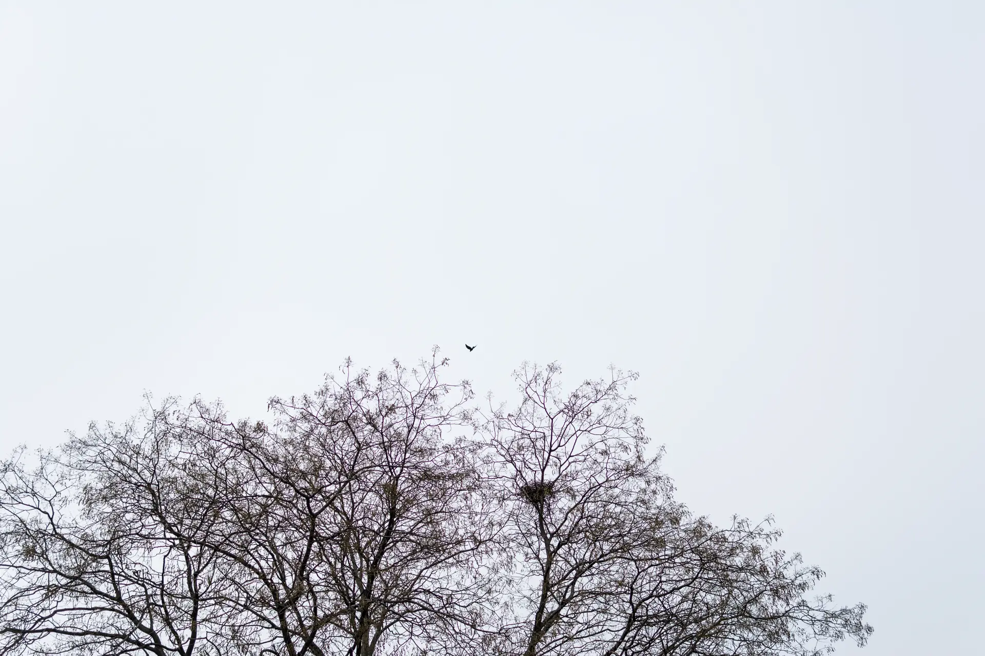 Oiseau, arbre, nid, ciel. Journal du samedi 11 mars 2023.