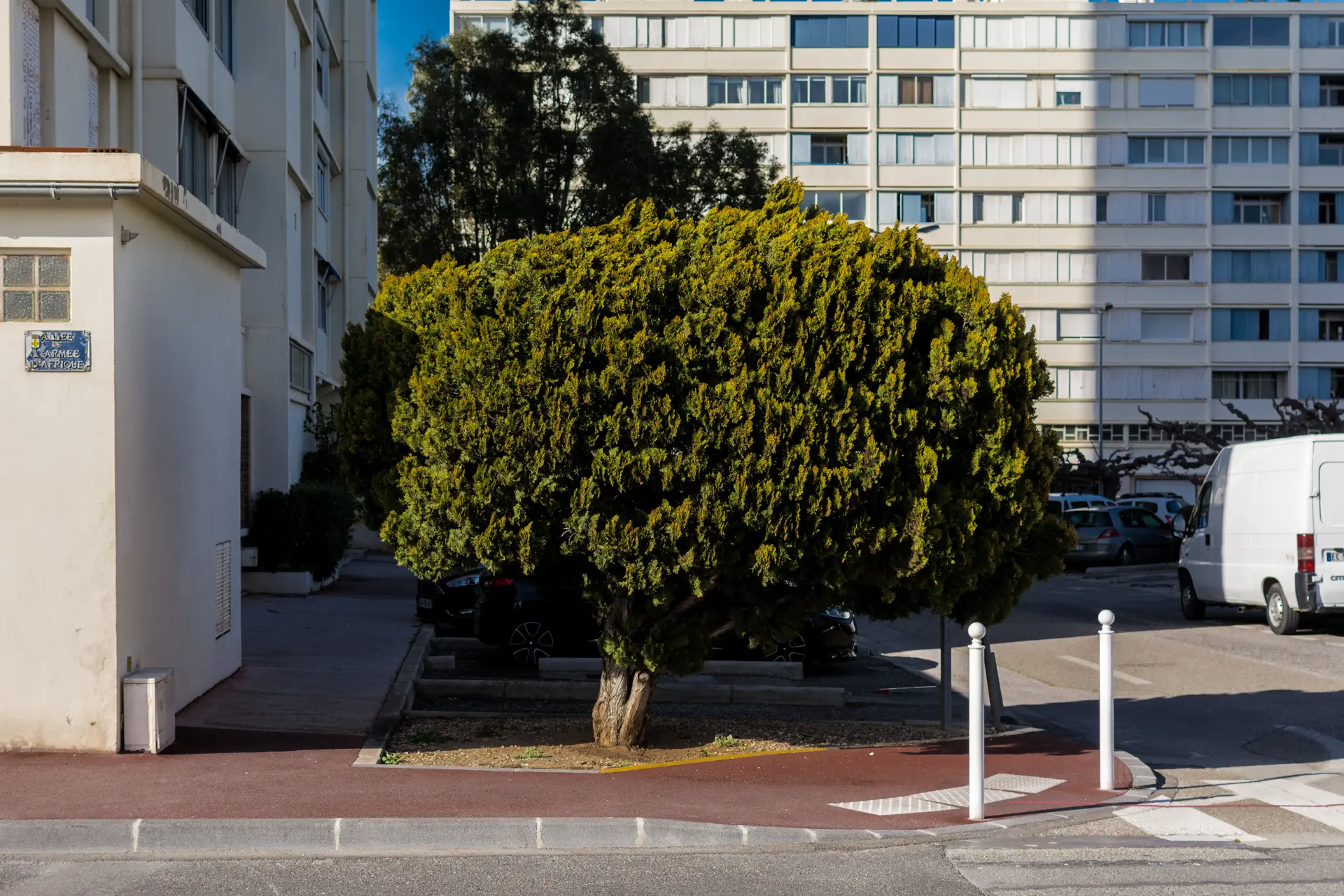 Arbre. Toulon. Journal du samedi 25 mars 2023.