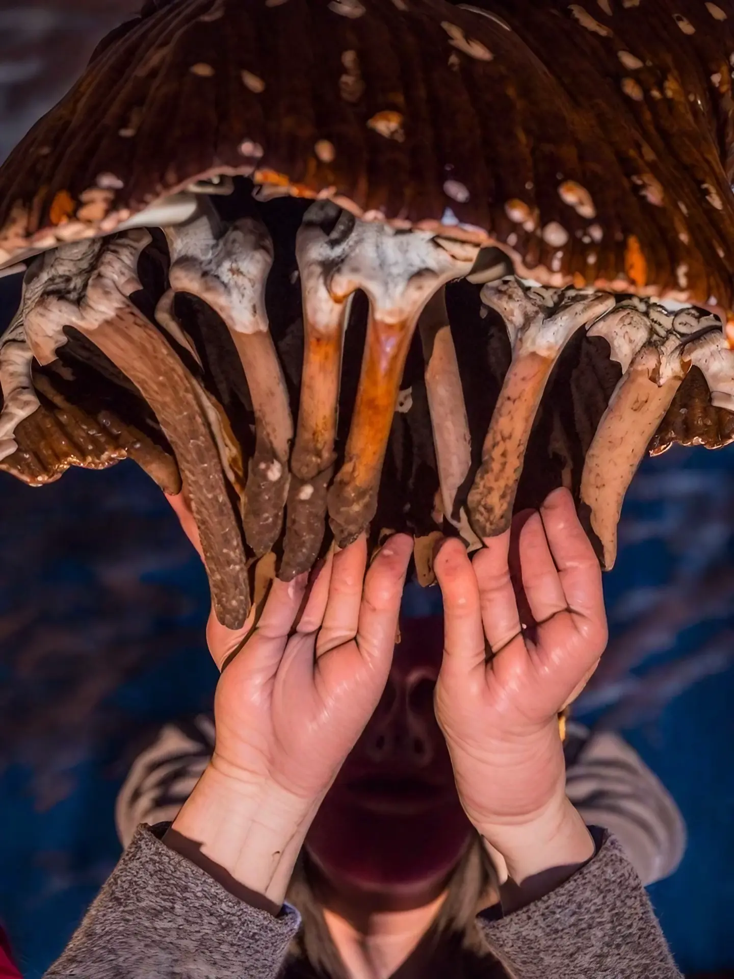 Louise derrière des champignons ? Archive du jeudi 22 octobre 2020 ?