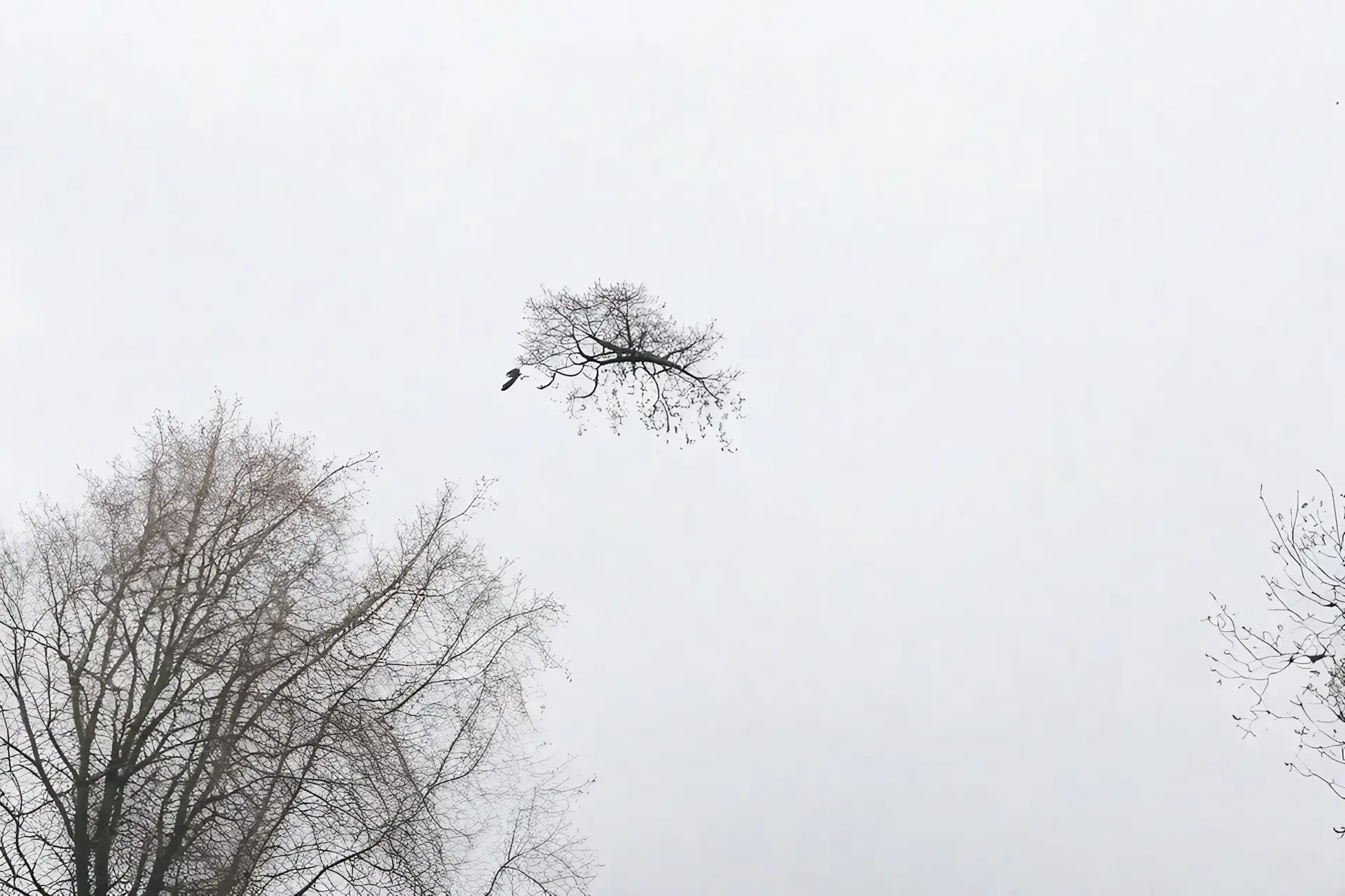 Oiseau ? Arbre ? Nid ? Ciel ? Archive du samedi 11 mars 2023 ?